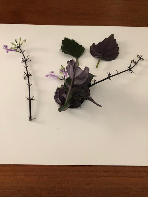 Mona Lavender Plectranthus